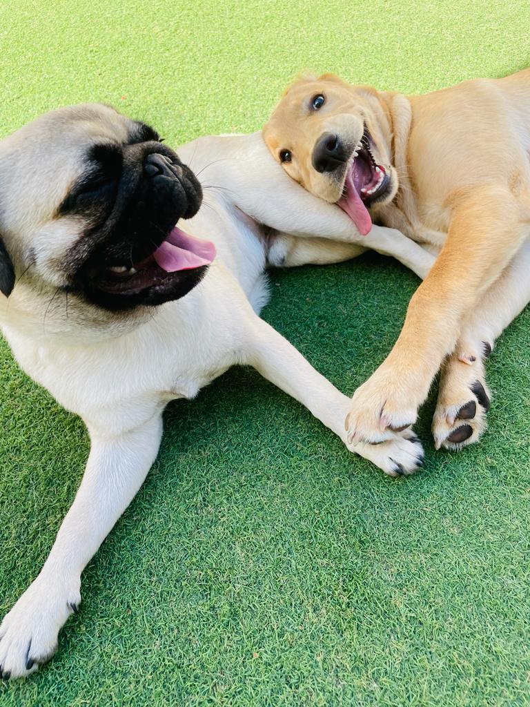 My Buddy Pet Care Best pet care in Dubai